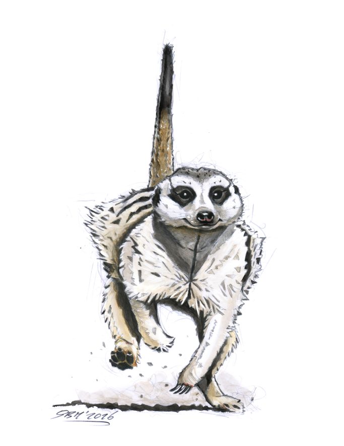 Erdmännchen - 2026, Pencil, acrylic Erdmännchen, das läuft, mit aufrechter Haltung und charakteristischen Gesichtszügen.